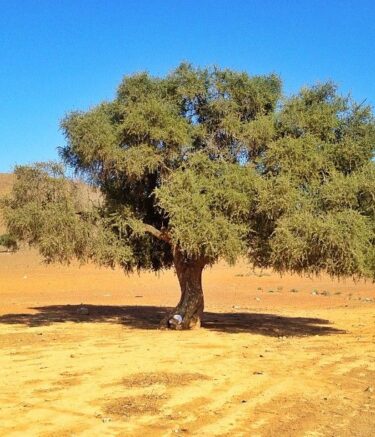 1532171fb1d1936475862f7524289277