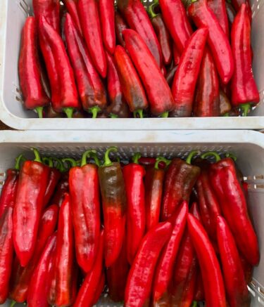 WhatsApp Image 2025-11-10 at 07.37.04 (1)