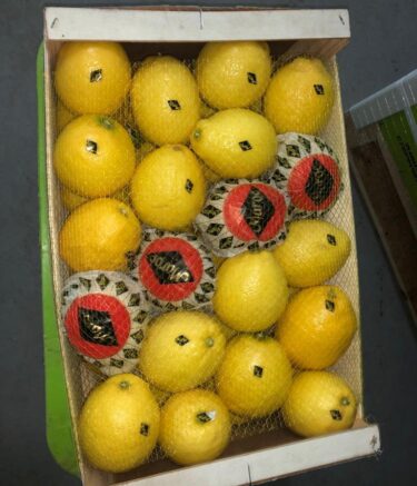 WhatsApp Image 2025-11-10 at 07.37.11