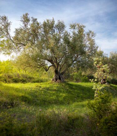 A vertical shot of a  yard with a huge tree in Istria, Croatia
