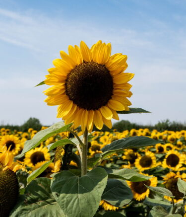 sunflower-personality